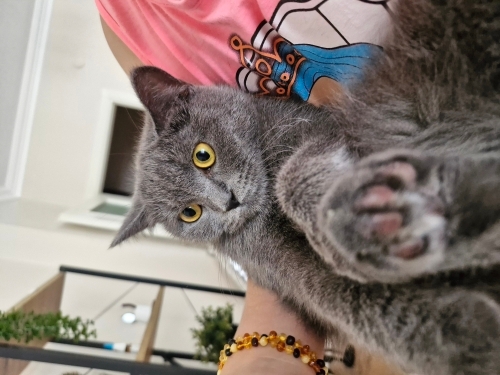 Çook akıllı uslu fotoğraf