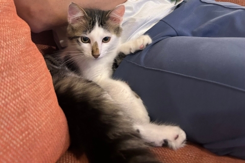 Çocuk dostu domestic longhair onu severek bakacak yuva arıyoruz fotoğraf