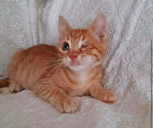 Engelli canlara öncelikli yuva fotoğraf