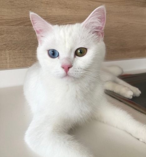 sevgi pıtırcığımıza yuva arıyoruz fotoğraf