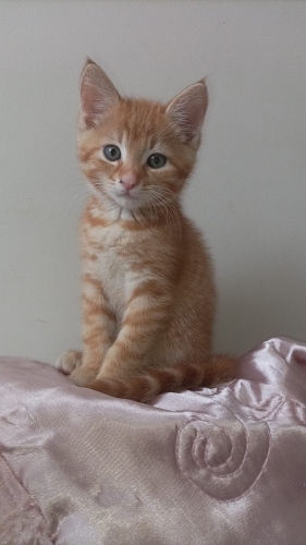 Annesiz bebege acil yuva fotoğraf