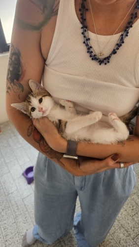 Onların Dünyası Sizin Ellerinizde 4 Sevgi Pıtırcığı Ömürlük Ailesini Bekliyor fotoğraf
