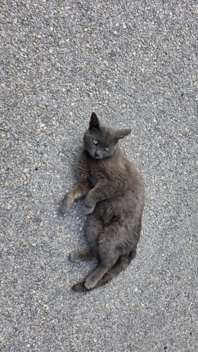 Sokağa atılan cana yuva fotoğraf