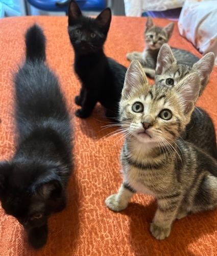 Birbirinden oyuncu iki aylık yavrular fotoğraf