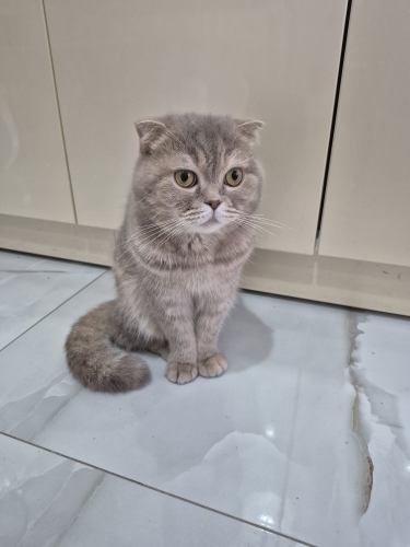 Scottish dişi kedi 4 yaşında kısırlaştırılmış fotoğraf