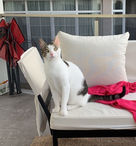 Kısır Erkek Kedi fotoğraf