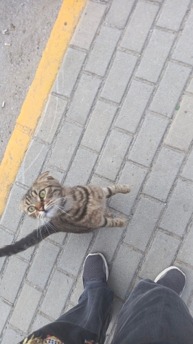 Scottish Tekir Yuva Arıyor fotoğraf