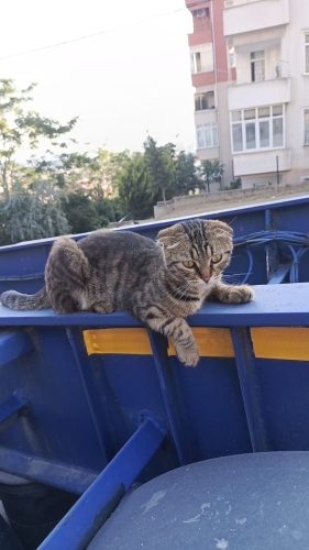 Scottish Tekir Yuva Arıyor fotoğraf