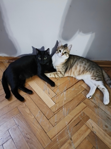 3 renk erkek ile kız kardeşi "Birlikte büyüdüler, Birlikte mutlu olsunlar." fotoğraf