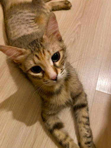 DİŞİ KISIR EV KEDİSİNE ÖMÜRLÜK YUVA fotoğraf