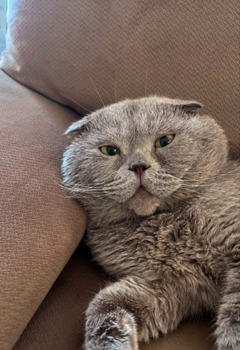 Bobo için ömürlük yuvaa fotoğraf