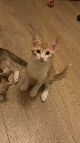 3 aylık sarman kedi fotoğraf