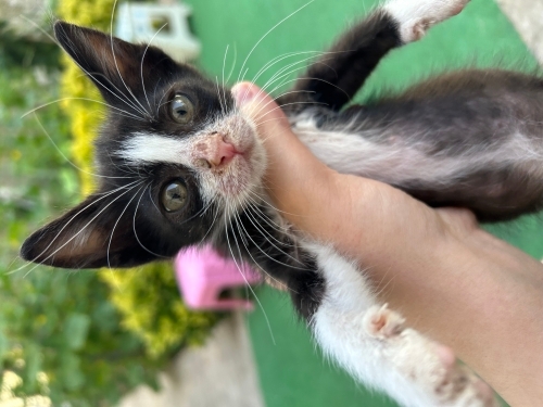 Güzel kıza yuva fotoğraf
