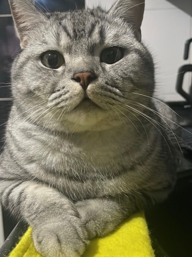 Asil erkek bir kedi fotoğraf