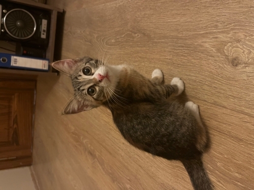 3 aylık calico kedi fotoğraf