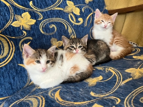 3 aylık calico kedi fotoğraf