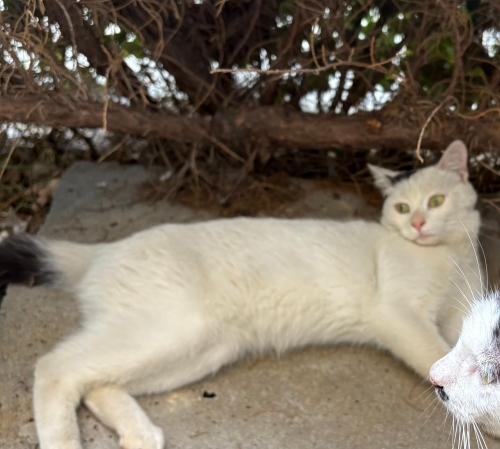 Fip tedavisi gördü kısır erkek fotoğraf
