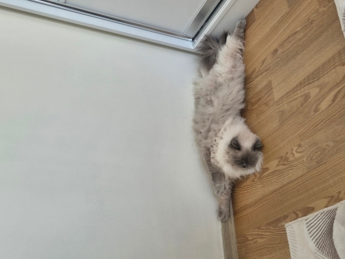 Sevimli kısırlaştırılmış british longhair fotoğraf