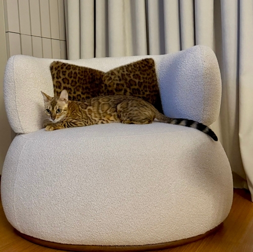 Dişi Bengal kedimiz fotoğraf