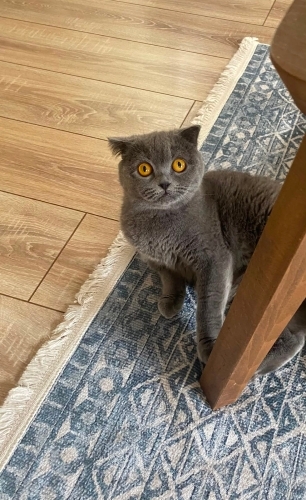 SON DERECE SAKİN VE SEVECEN fotoğraf