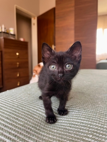 Sokaktan Bulduğum Annesiz Kedi fotoğraf