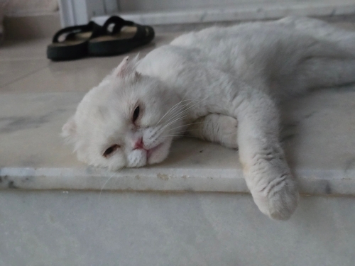 TERK EDİLMİŞ CİNS KEDİYE ACİL YUVA fotoğraf