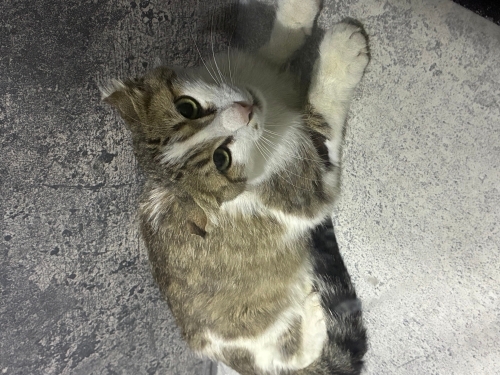 Acil Yuva Aranıyor fotoğraf
