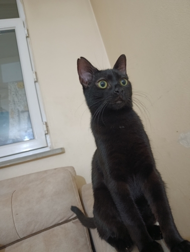 Cana yakin oğlumuza yuva fotoğraf