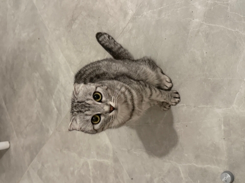 Scottish fold dişi fotoğraf
