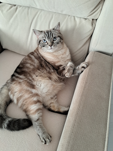 5 YAŞINDAKİ KEDİMİZE ACİL YUVA ARIYORUZ! fotoğraf