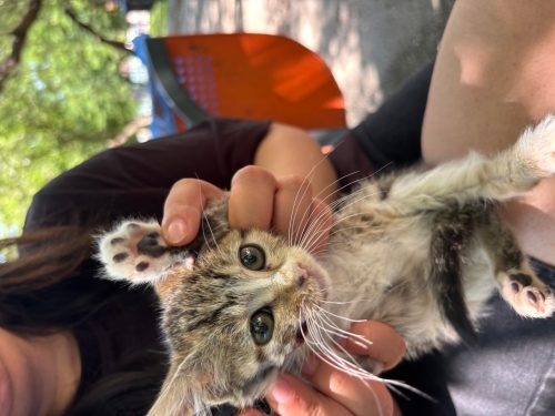 Mırıl mırıl bir bebek ömürlük yuvasını arıyor fotoğraf