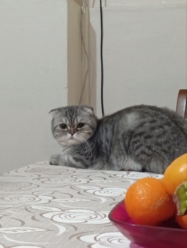 Sakin kizimiza yuva fotoğraf