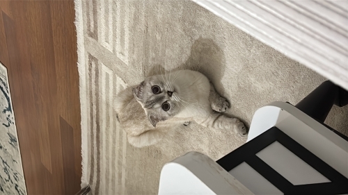 Minyon kesinliklr saldırma huyu yok fotoğraf