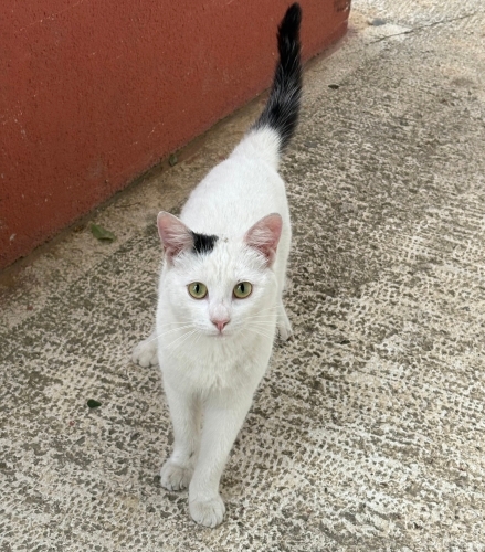 Fip tedavisi gördü kısır erkek fotoğraf
