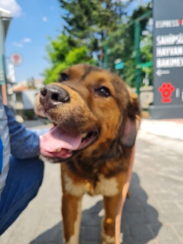 Sevimli anthos yuva arıyor😍 fotoğraf