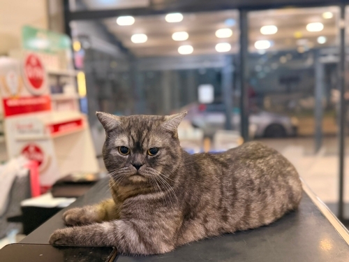 Scottish fold erkek. Yolda bulundu fotoğraf