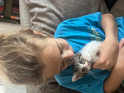 Erkek kedi saldırısından tek kurtulan yavru fotoğraf