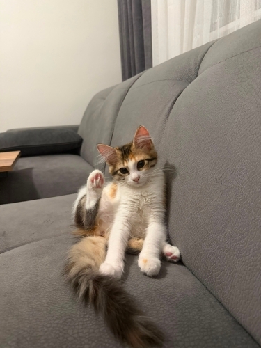 Güzeller güzeli Daisy 4 aylık dişi kedi fotoğraf