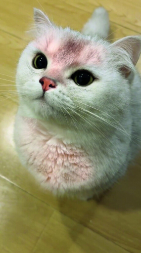 0534 216 08 72 BRITISH SHORTHAIR SAKİN,YUMUŞAK HUYLU kısır 1YAŞ OĞLUM PABLO fotoğraf