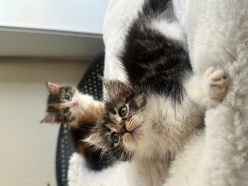 Karamel ve pofidiğe acil yuva fotoğraf