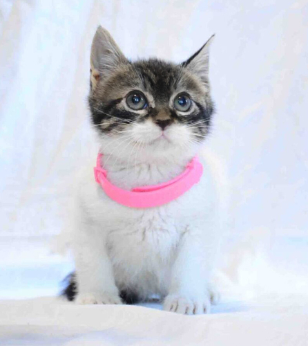0534 216 08 72 BRITISH-TEKİR MELEZİ 2.5 AYLIK İLK AŞILI KIZIM CAPPY fotoğraf
