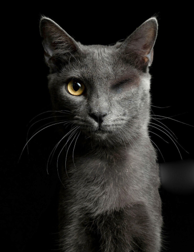 0534 216 08 72 RUSSIAN BLUE CİNSİ TEKGÖZ ENGELLİ KISIR OĞLUM IGOR fotoğraf