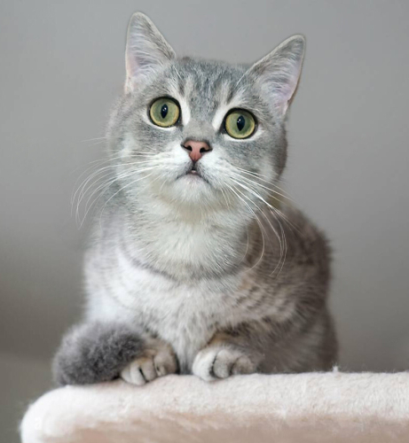 0534 216 08 72 SILVER BRITISHSHORTHAIR 8 AYLIK OĞLUM GÜMÜŞ fotoğraf