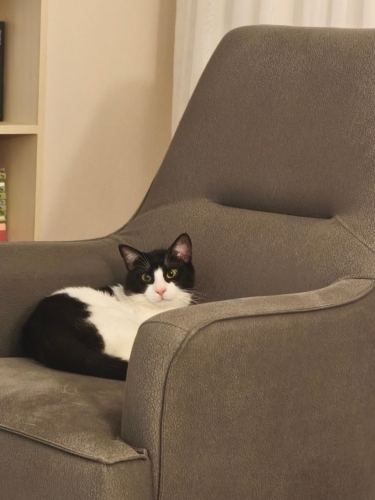 Kısır erkek kedi fotoğraf