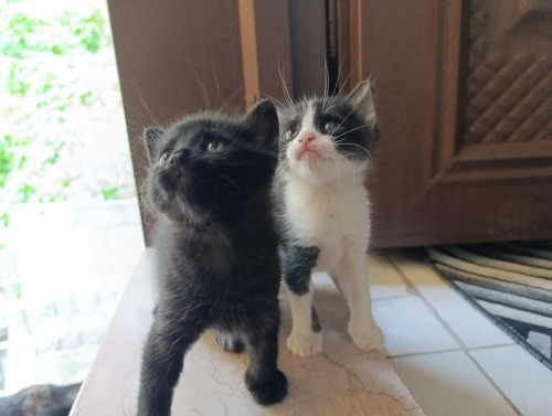 Acilen ömürlük yuva aranıyor fotoğraf