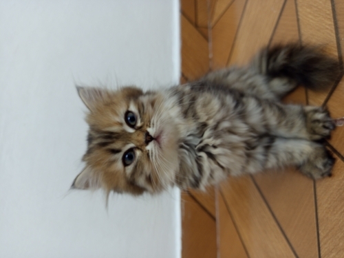 🐾 ÜCRETSİZ YUVA ARANIYOR 🐾 2 aylık yavru fotoğraf