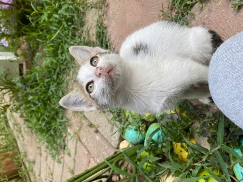 minik kedimiz lunaya yuva arıyoruz fotoğraf
