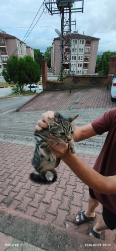 Bu minik canlara can olalım fotoğraf