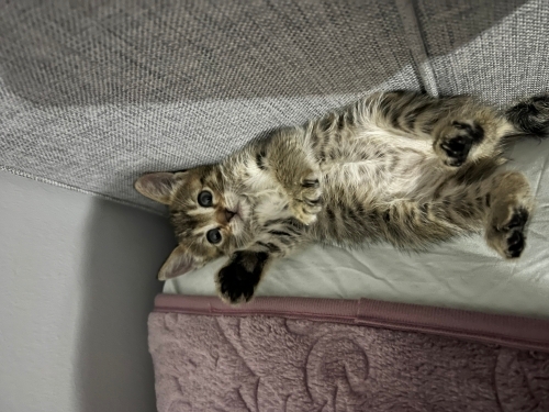 İNSAN CANLISI, OYUN MERAKLISI KEDİMİZİ SAHİPLENDİRİYORUZ fotoğraf