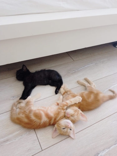 1 AYLIK DİŞİ VE ERKEK BEBİŞLER..!! fotoğraf